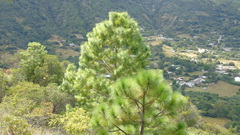 Pinus montezumae