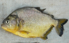 Pygocentrus nattereri