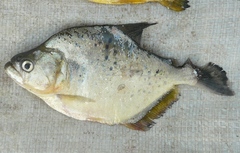 Serrasalmus marginatus