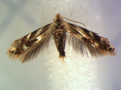 Bucculatrix canadensisella