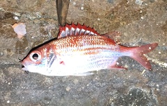 Sargocentron punctatissimum