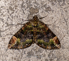 Xanthorhoe griseiviridis