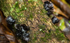 Hohenbuehelia