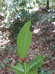 Ixora biflora