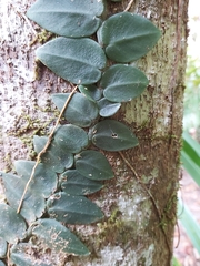 Rhaphidophora hayi