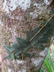 Rhaphidophora hayi