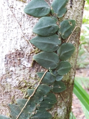 Rhaphidophora hayi