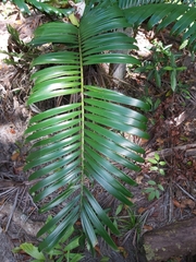 Lepidozamia hopei