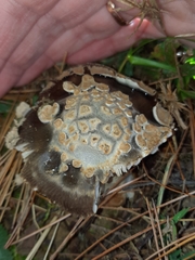 Amanita variicolor