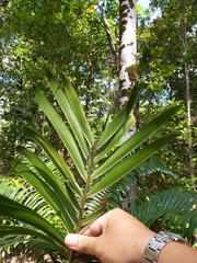 Lepidozamia hopei