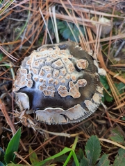 Amanita variicolor