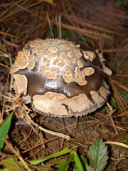 Amanita variicolor