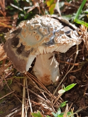 Amanita variicolor
