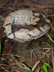 Amanita variicolor