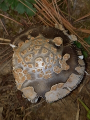 Amanita variicolor
