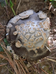 Amanita variicolor