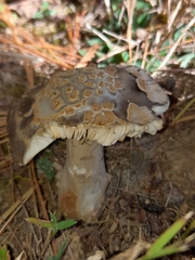 Amanita variicolor