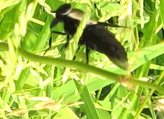 Tabanomorpha
