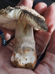 Amanita variicolor