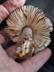 Amanita variicolor