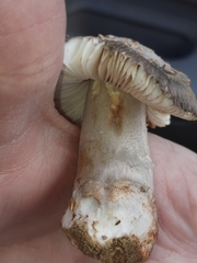 Amanita variicolor