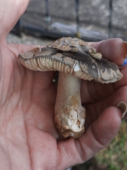 Amanita variicolor