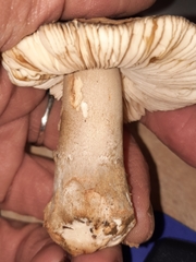 Amanita variicolor