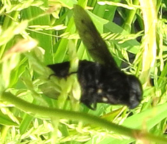 Tabanomorpha