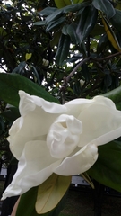 Magnolia
