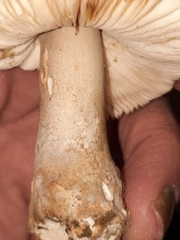 Amanita variicolor
