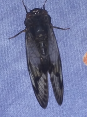 Odopoea vacillans