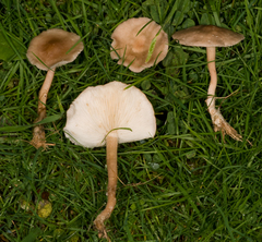 Calocybe carnea