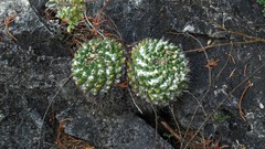 Mammillaria karwinskiana karwinskiana