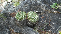 Mammillaria karwinskiana karwinskiana