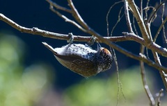 Picumnus dorbignyanus