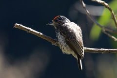 Picumnus dorbignyanus