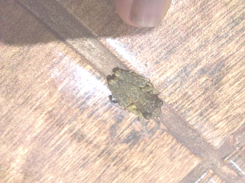 Rio Doce Snouted Treefrog