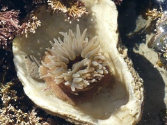 Parabunodactis imperfecta