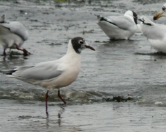 Chroicocephalus maculipennis