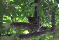 Turdus rufiventris