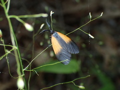 Pyromorpha dimidiata