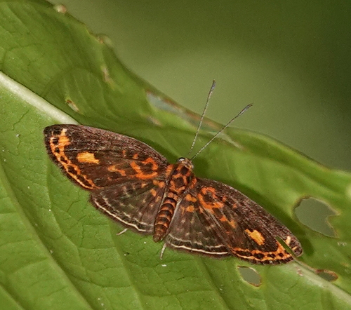 Symmachia batesi