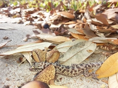 Hemidactylus turcicus