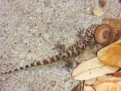 Hemidactylus turcicus
