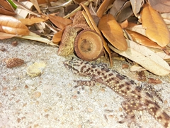 Hemidactylus turcicus