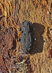 Phloeodes diabolicus