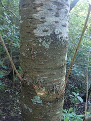 Platygramme mucronata