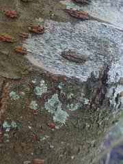 Platygramme mucronata