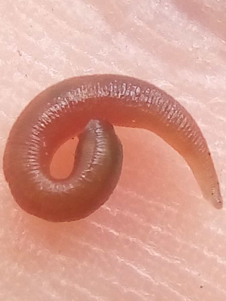 Leech