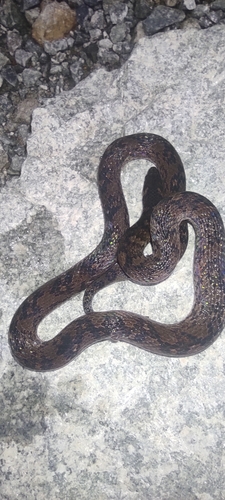 Atractus imperfectus